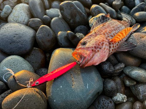 オオモンハタの釣果