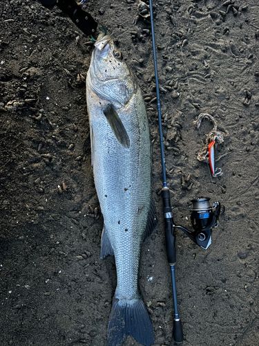 ヒラスズキの釣果