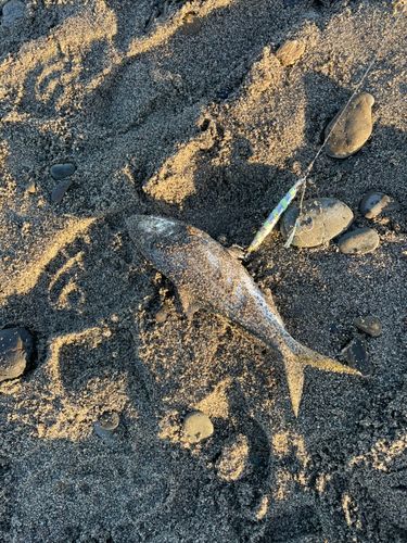 コノシロの釣果