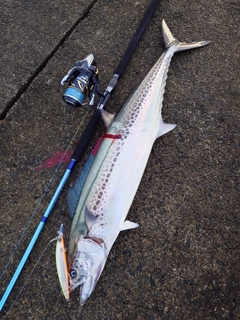 サワラの釣果