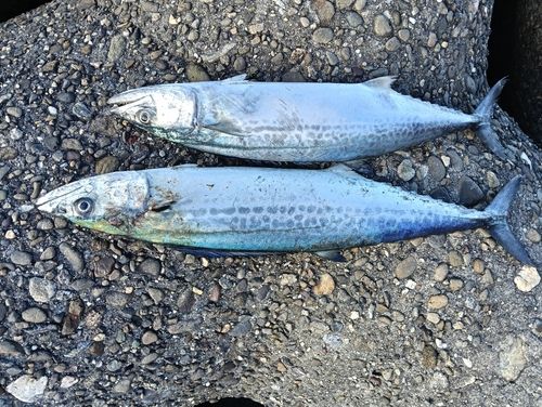 サゴシの釣果