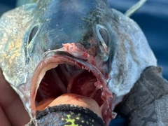 ニジョウサバの釣果