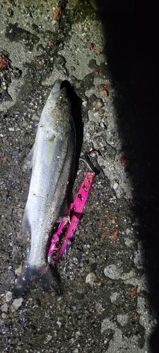 セイゴ（マルスズキ）の釣果