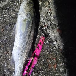 セイゴ（マルスズキ）