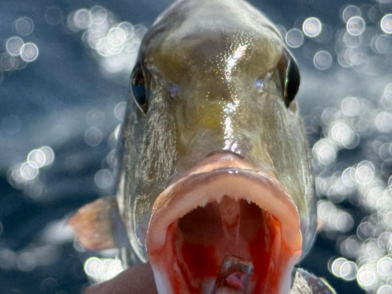 ホオアカクチビ