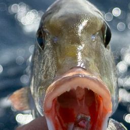 ホオアカクチビ