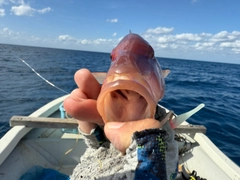 マルクチヒメジの釣果