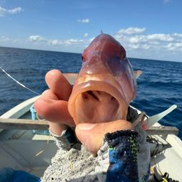 マルクチヒメジ