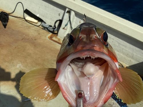 アカハタの釣果