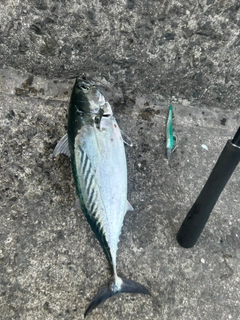 スマガツオの釣果