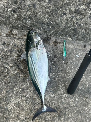 スマガツオの釣果