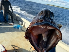 アオノメハタの釣果