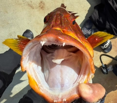 バラハタの釣果