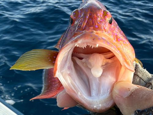 オジロバラハタの釣果