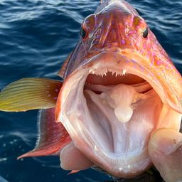 オジロバラハタ