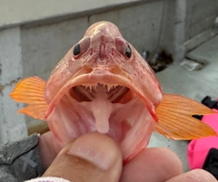 ニジハタの釣果