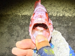 ゴマヒレキントキの釣果