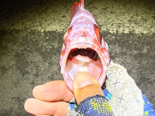 ゴマヒレキントキの釣果