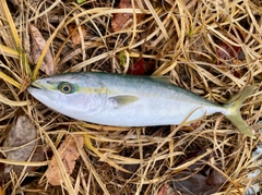 フクラギの釣果