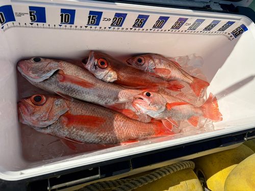 アカムツの釣果