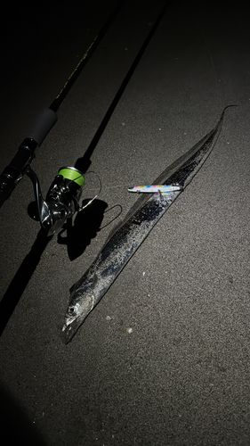 タチウオの釣果