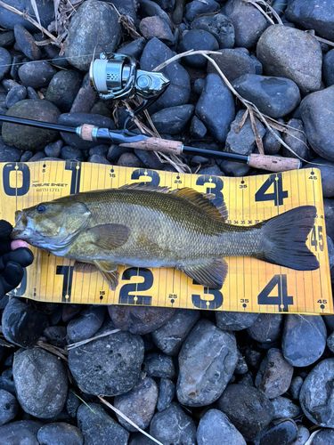 スモールマウスバスの釣果