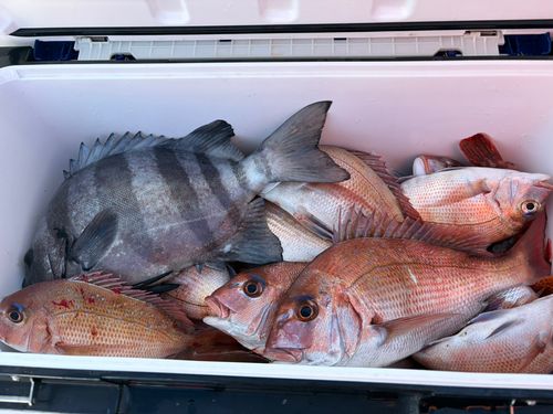 マダイの釣果