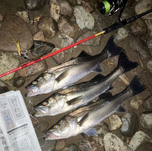 セイゴ（マルスズキ）の釣果