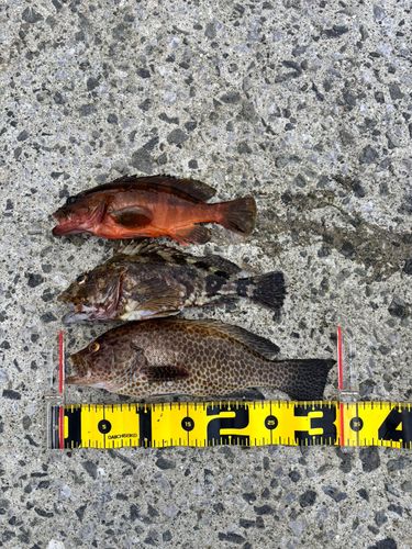 オオモンハタの釣果