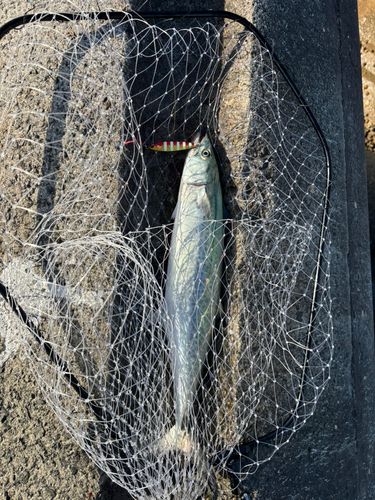 サゴシの釣果