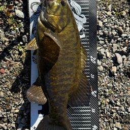 スモールマウスバス