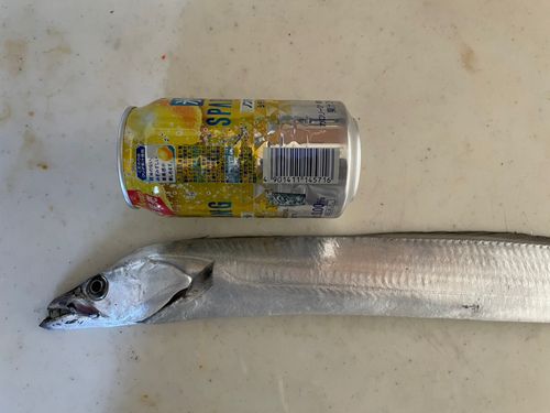 タチウオの釣果