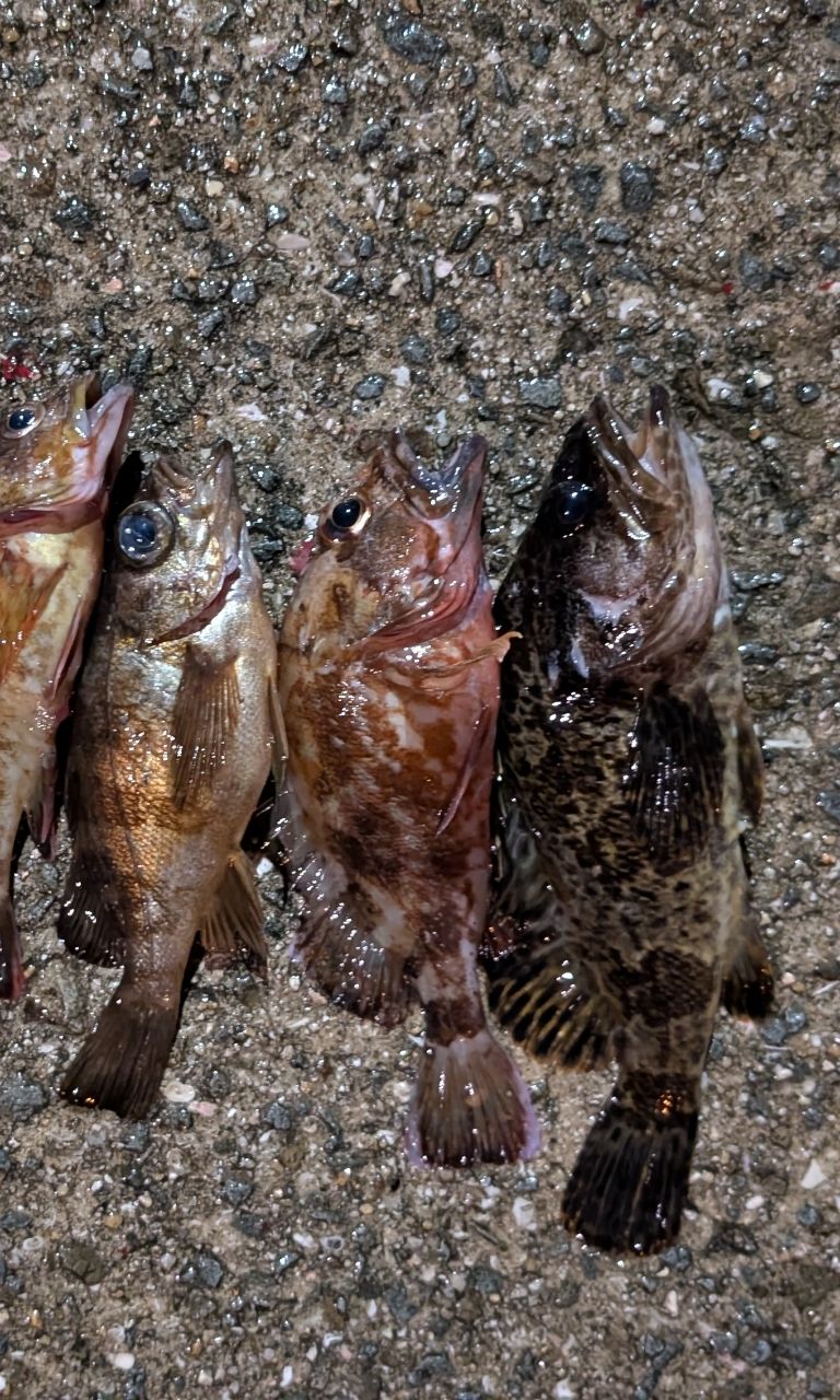 タケノコメバル