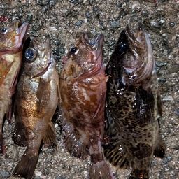 タケノコメバル