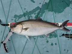 カンパチの釣果