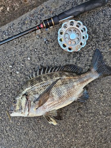 クロダイの釣果