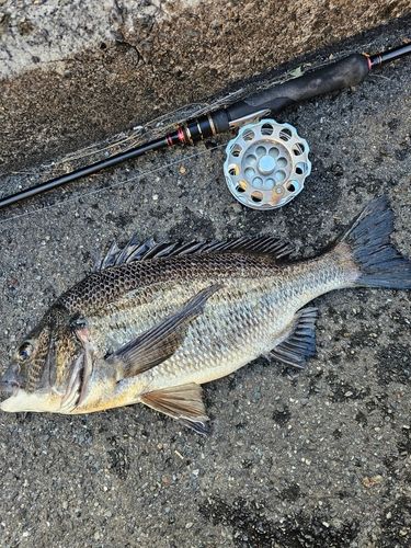 クロダイの釣果