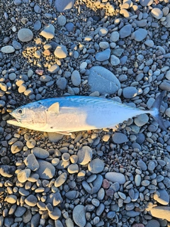 スマガツオの釣果