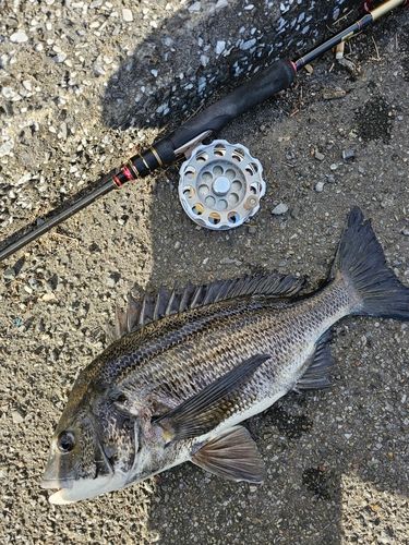 クロダイの釣果