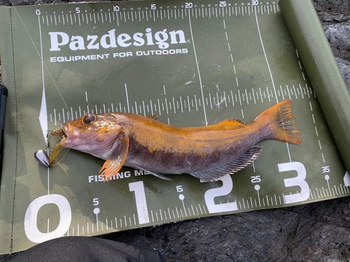 アイナメの釣果