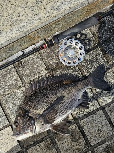 クロダイの釣果