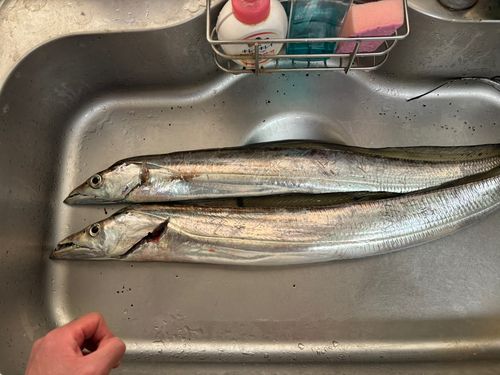 タチウオの釣果