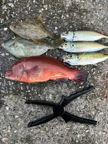 コブダイの釣果