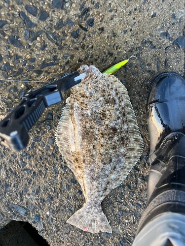 ヒラメの釣果
