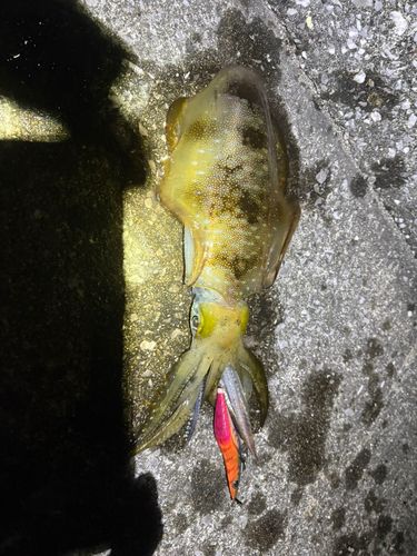 アオリイカの釣果
