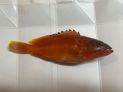 アカハタの釣果