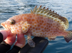 オオモンハタの釣果