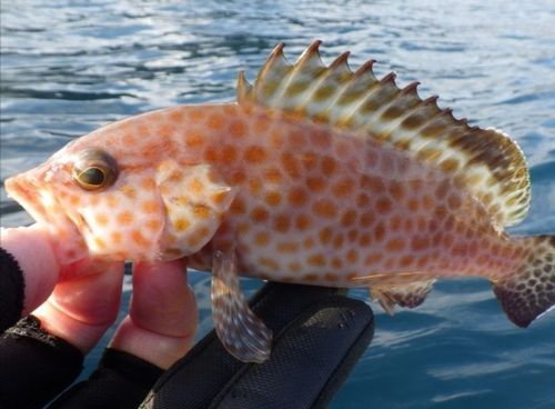 オオモンハタの釣果