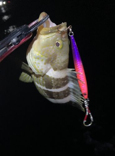 アオハタの釣果