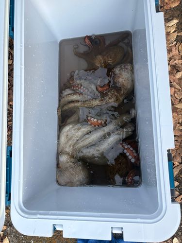 タコの釣果